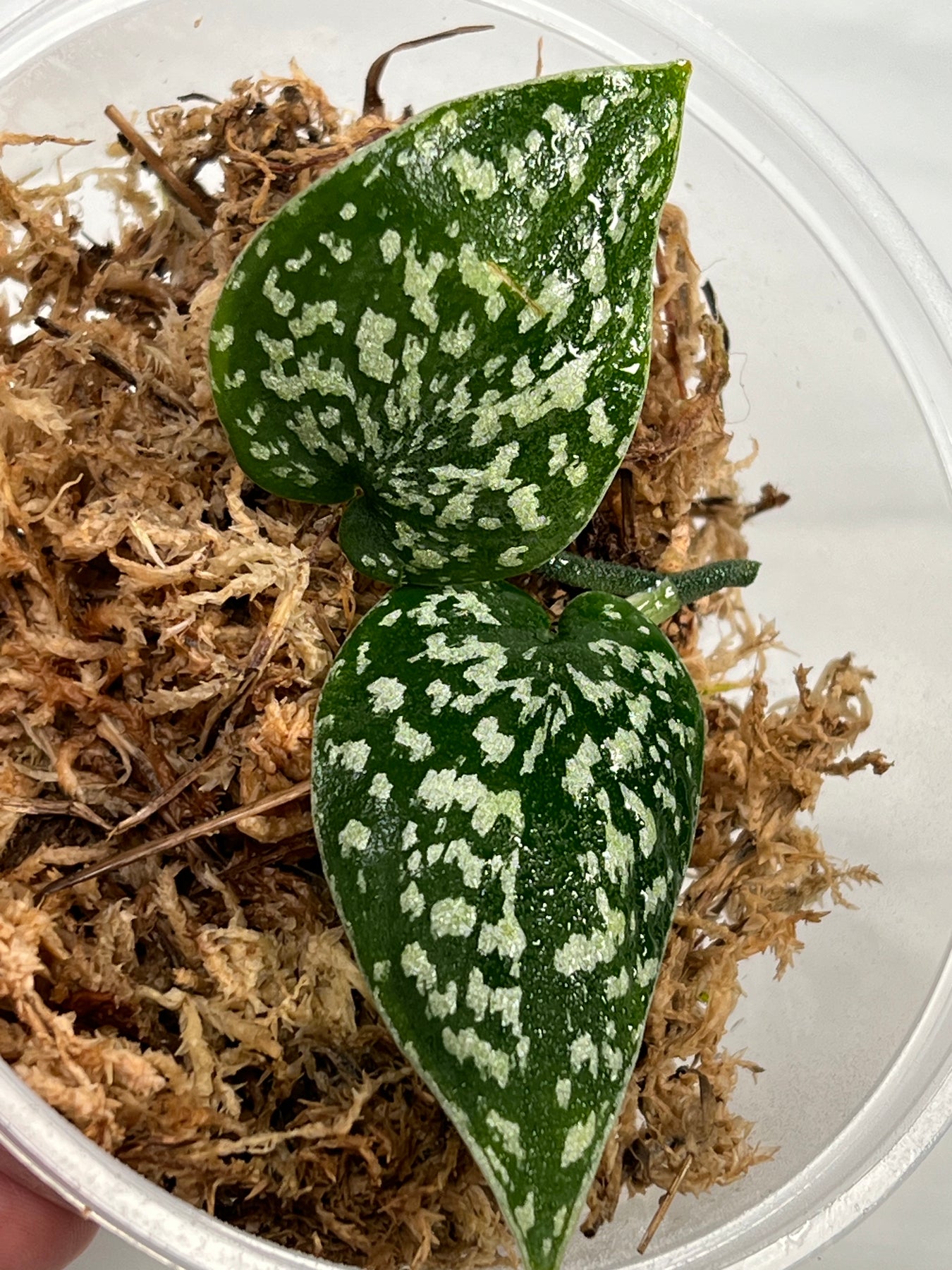 Scindapsus Snake Scale